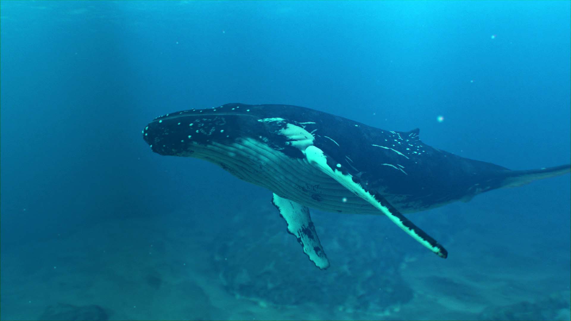 HUMPBACK WHALE